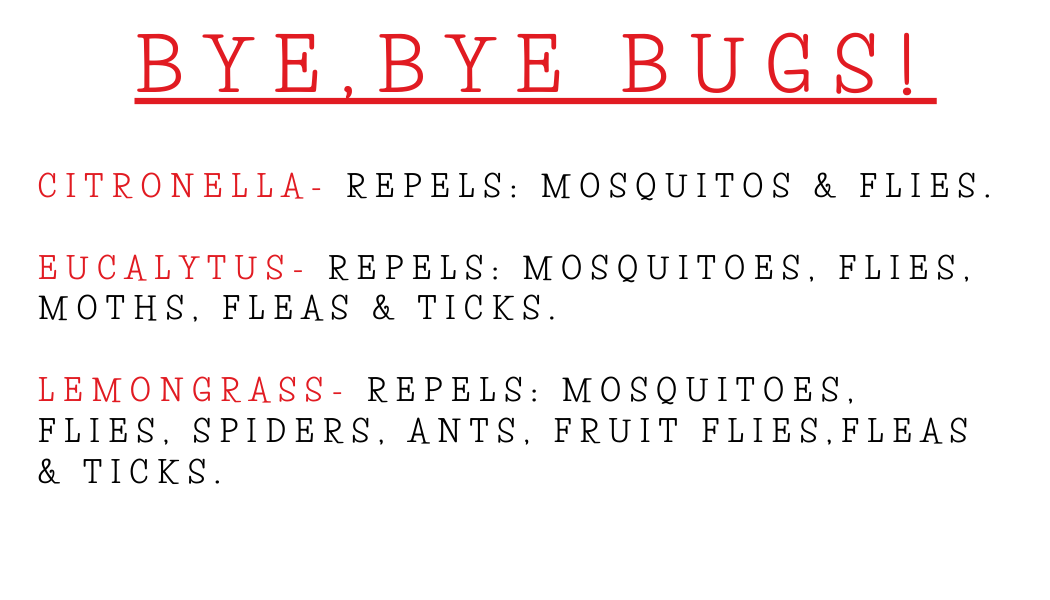 Bye Bye Bugs